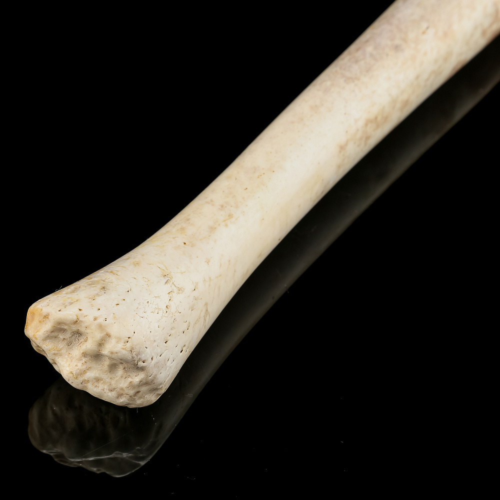 Чукотская булава из кости моржа - интернет магазин Русь Велика я фото 3