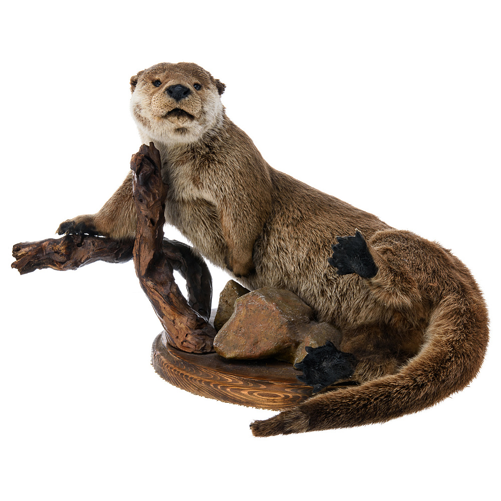 Чучело настольное «Выдра» - интернет магазин Русь Велика я фото 2