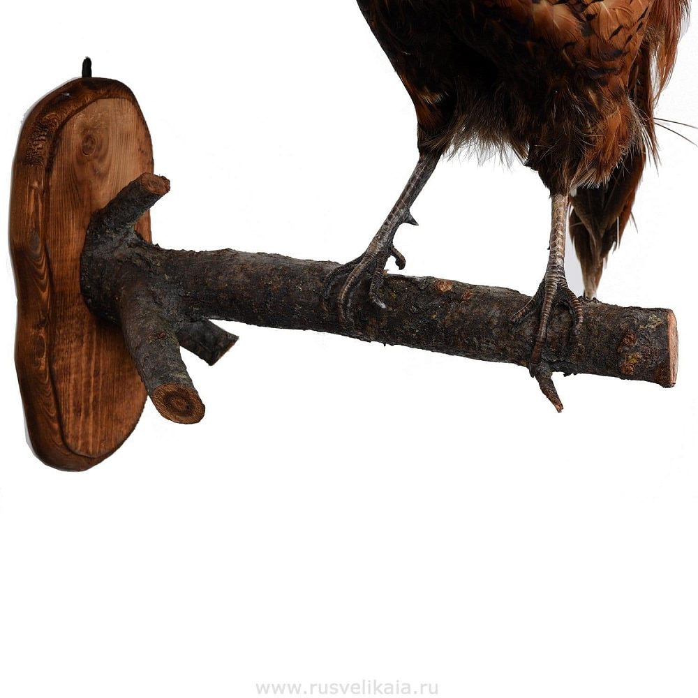 Чучело птицы настенное «Фазан охотничий» - интернет магазин Русь Велика я фото 2