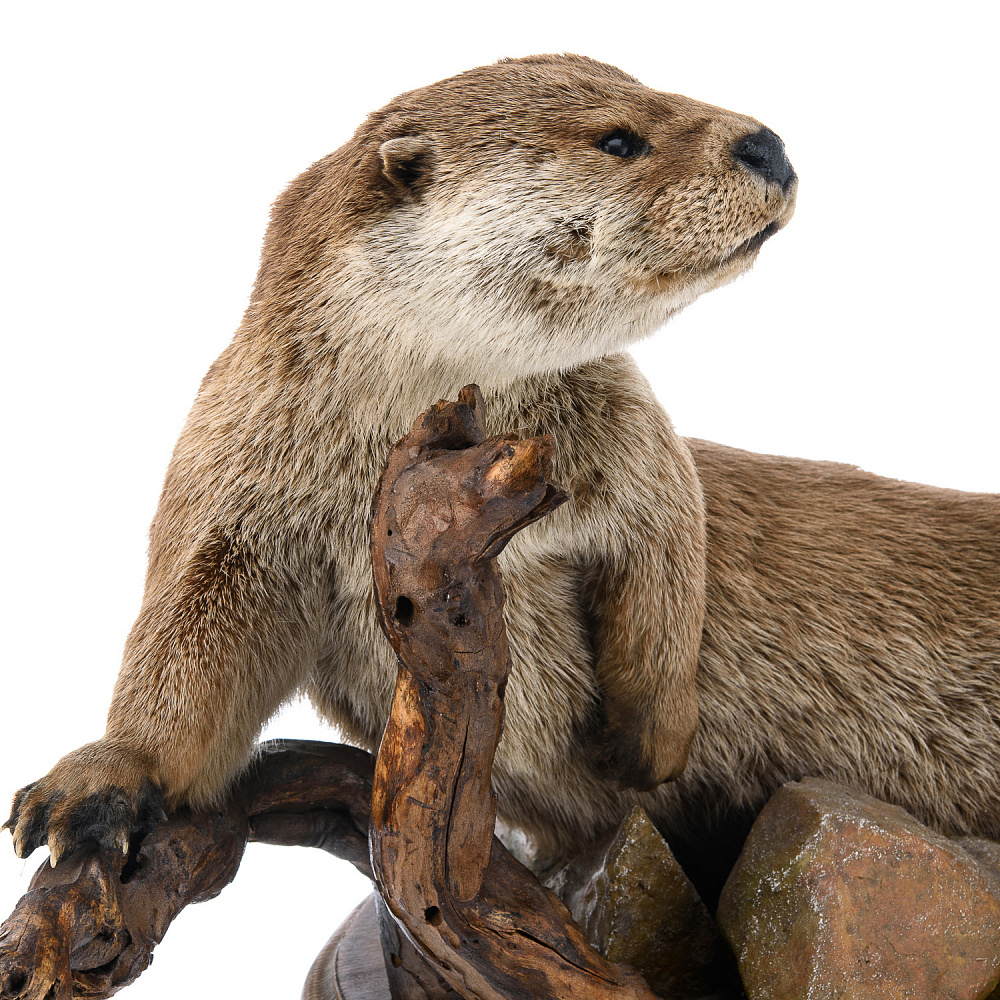 Чучело настольное «Выдра» - интернет магазин Русь Велика я фото 4