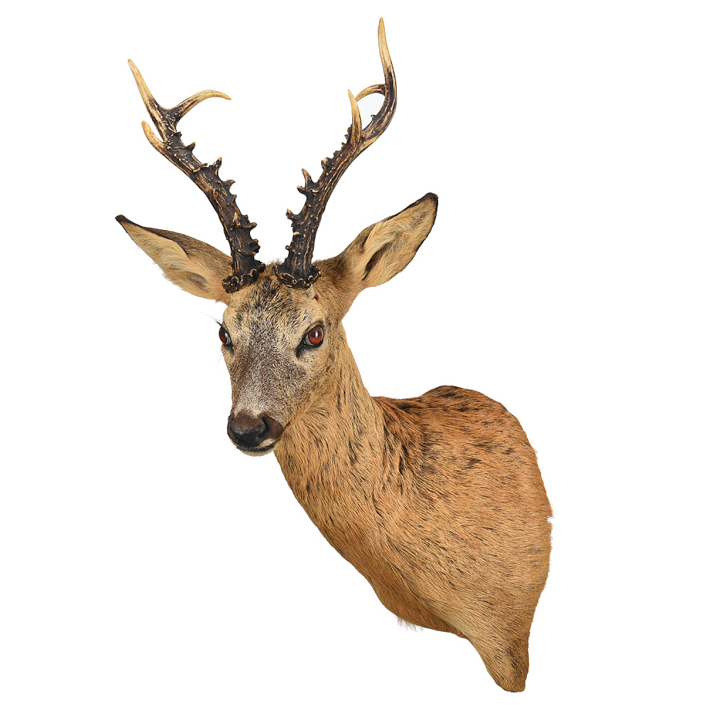 Чучело настенное «Голова косули» - интернет магазин Русь Велика я 