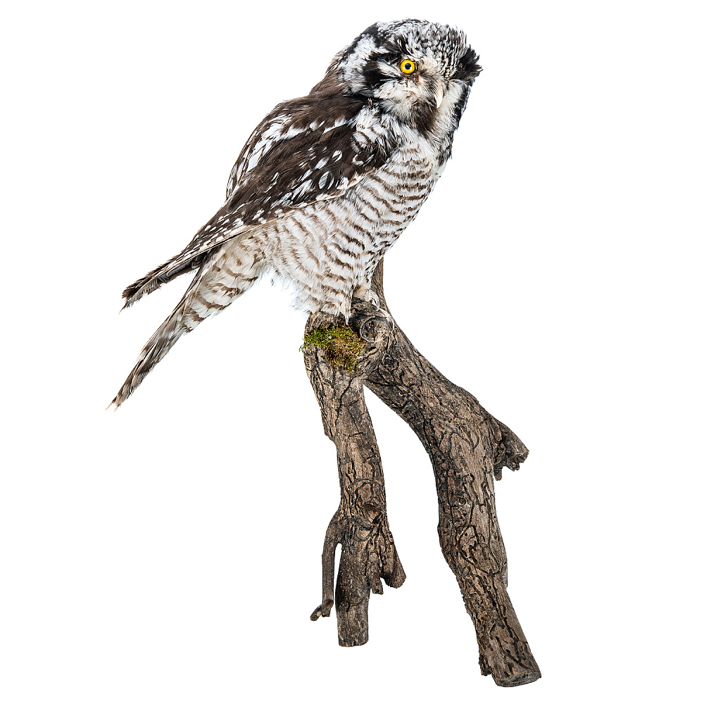 Чучело настенное «Сова ястребиная» - интернет магазин Русь Велика я фото 2