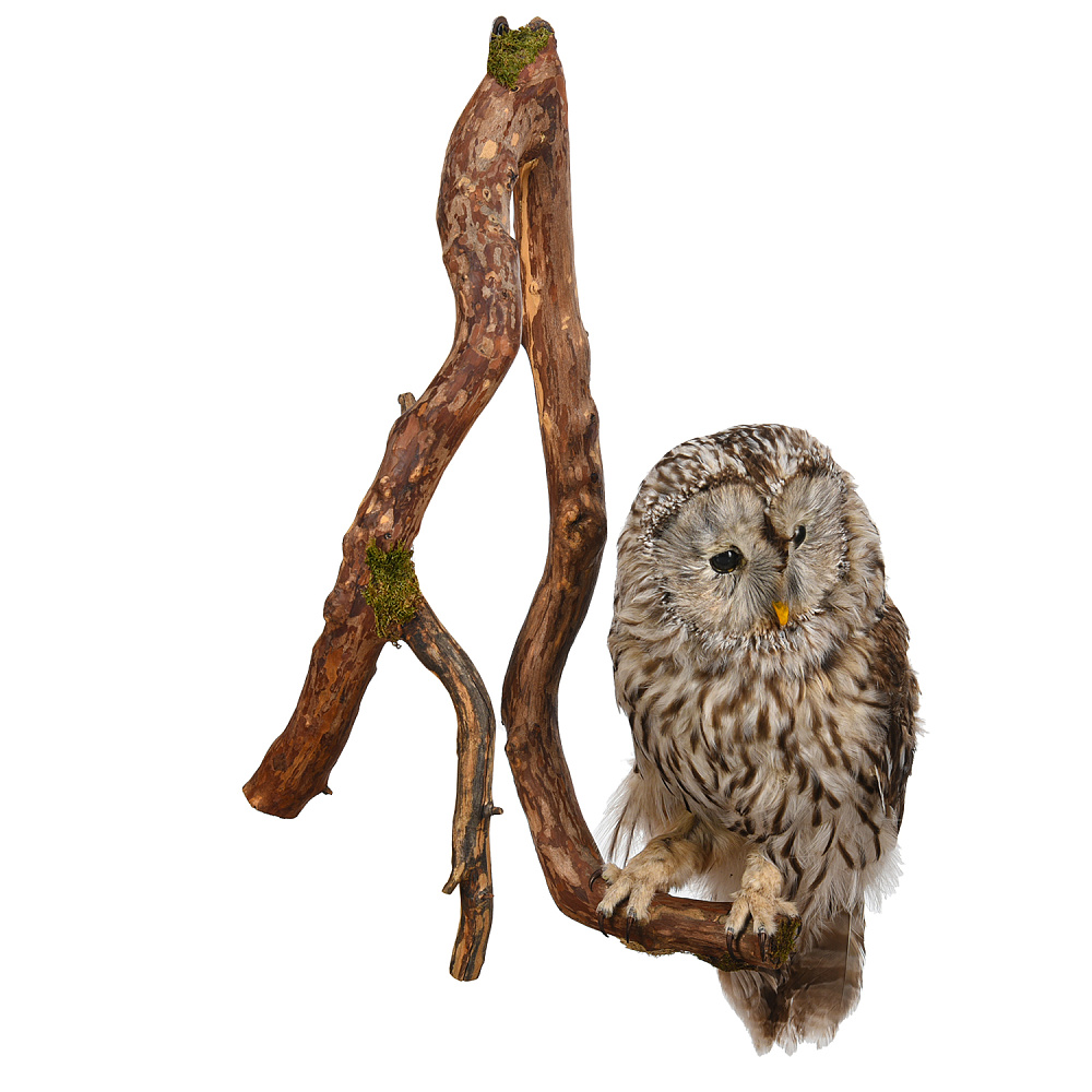 Чучело настенное «Сова уральская» - интернет магазин Русь Велика я фото 2