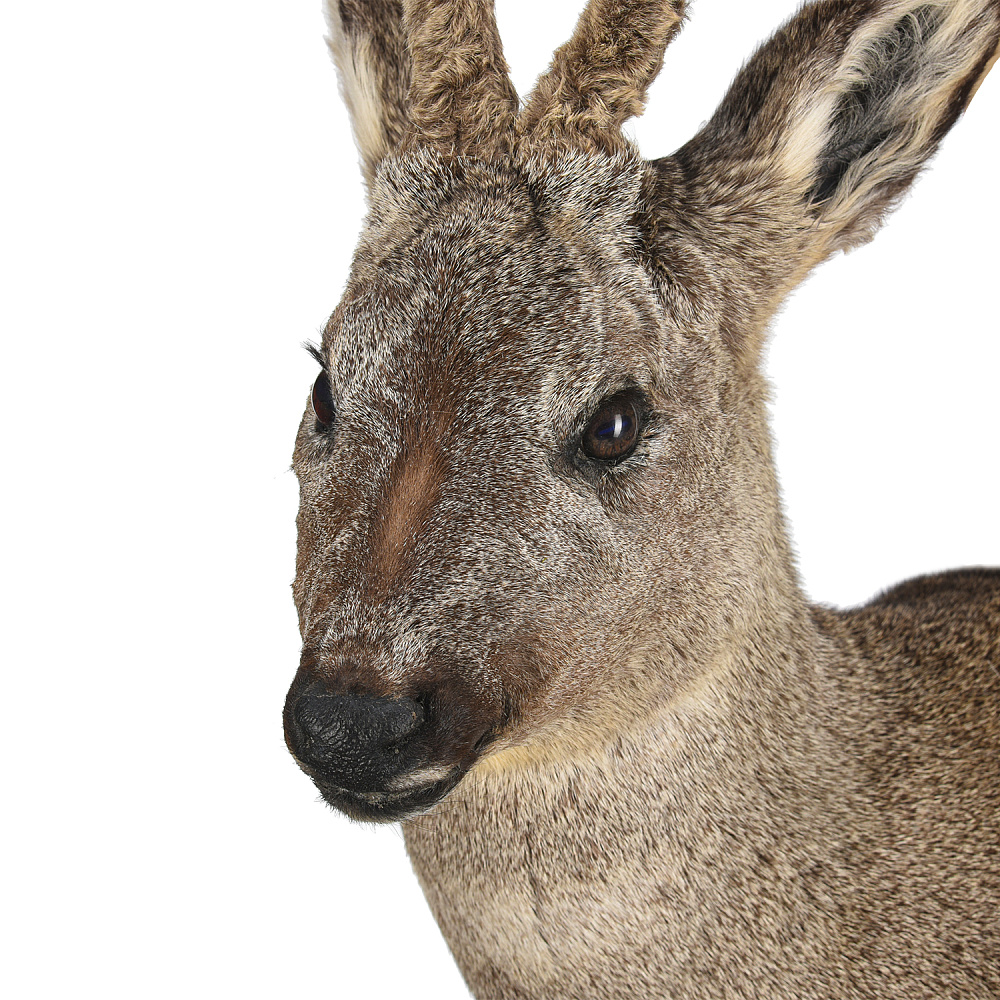 Чучело настенное «Голова косули» - интернет магазин Русь Велика я фото 1