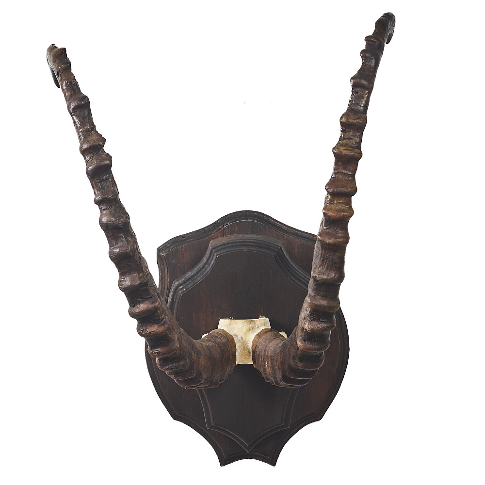 Таксидермия. Рога козерога - интернет магазин Русь Велика я фото 1