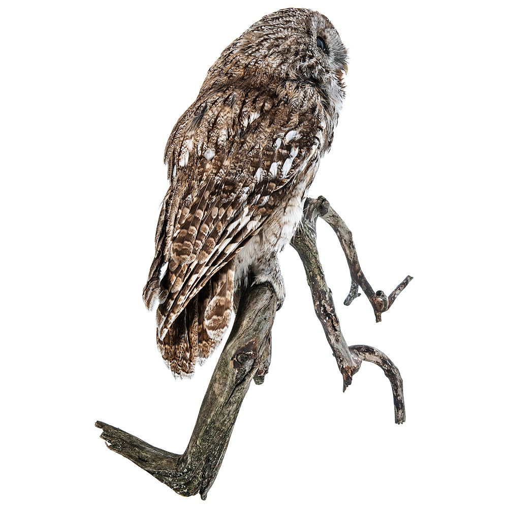 Чучело настенное «Сова серая» - интернет магазин Русь Велика я фото 3