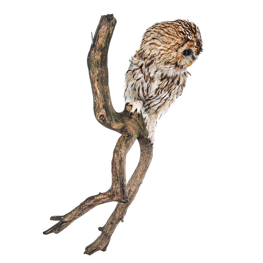 Чучело настенное «Сова серая» - интернет магазин Русь Велика я фото 2
