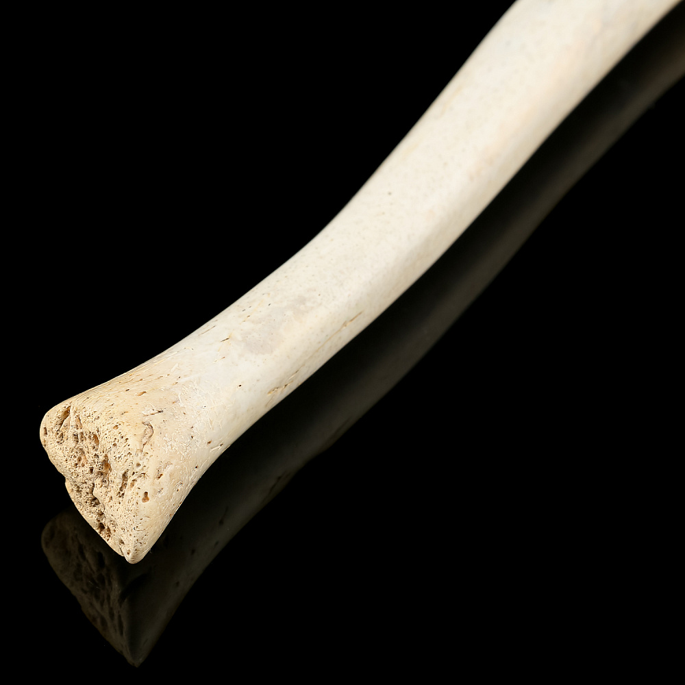 Чукотская булава из кости моржа - интернет магазин Русь Велика я фото 2