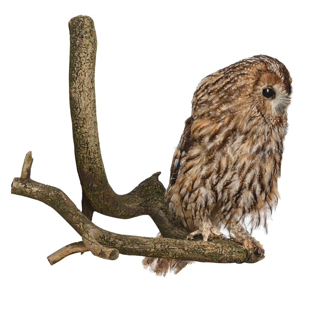 Чучело настенное «Сова серая» - интернет магазин Русь Велика я фото 2