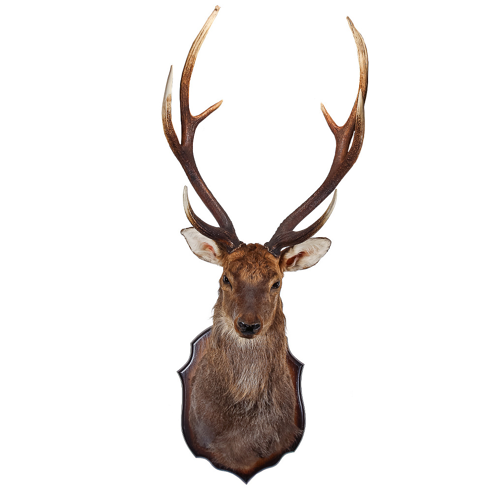 Настенное чучело «Голова пятнистого оленя» - интернет магазин Русь Велика я фото 1