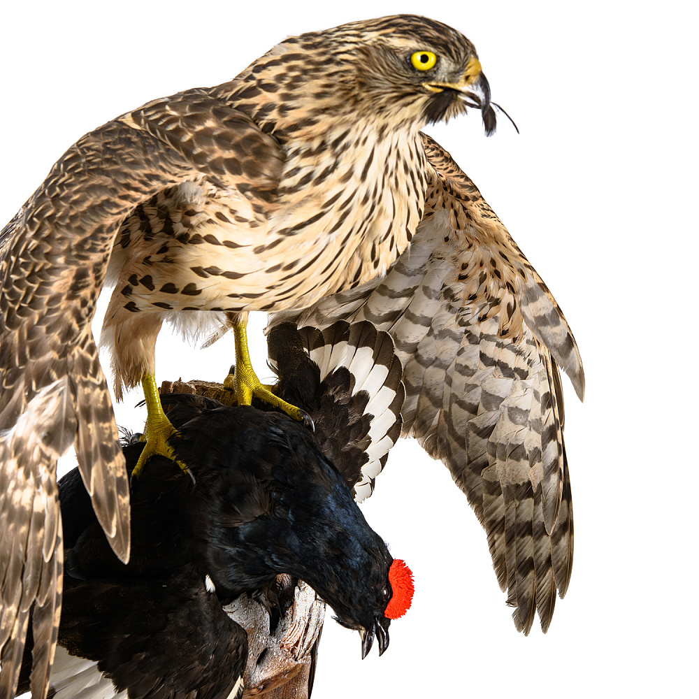 Чучело «Ястреб-тетеревятник с добычей» - интернет магазин Русь Велика я фото 3