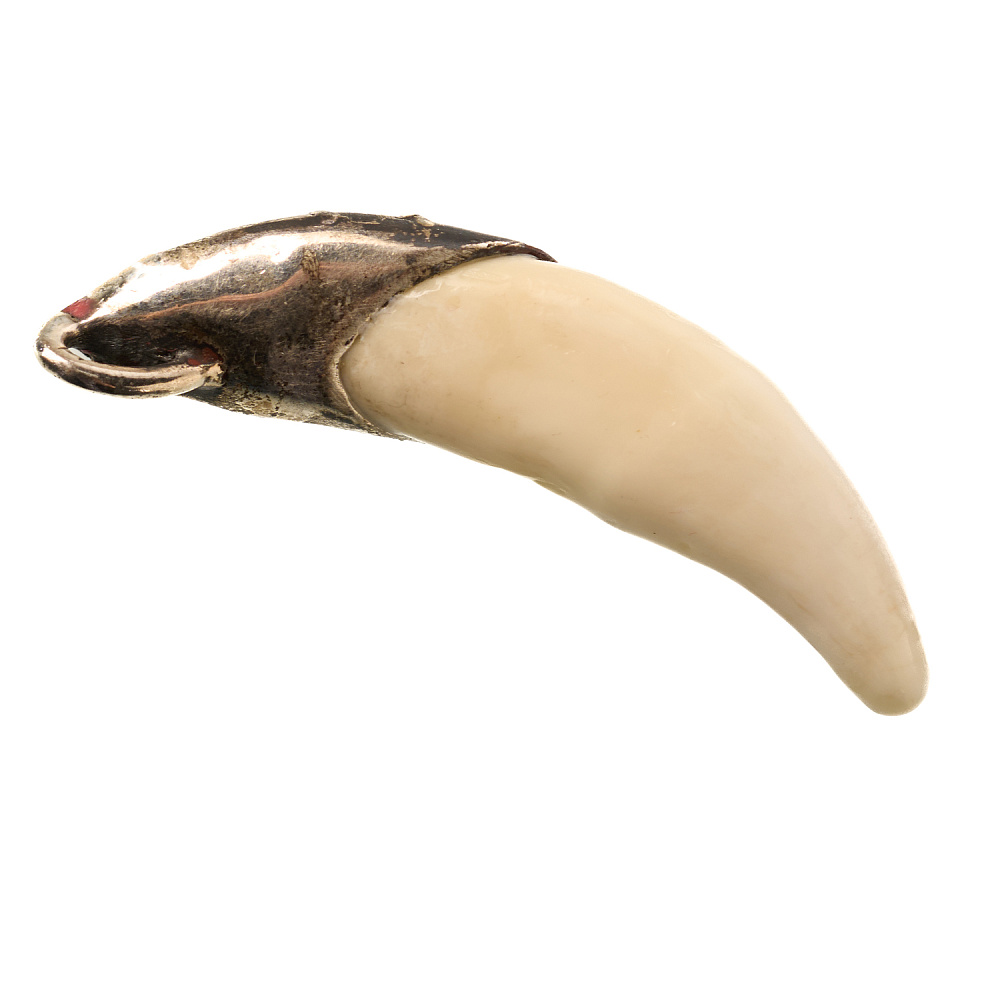 Кулон-амулет из кости «Клык волка» - интернет магазин Русь Велика я фото 1