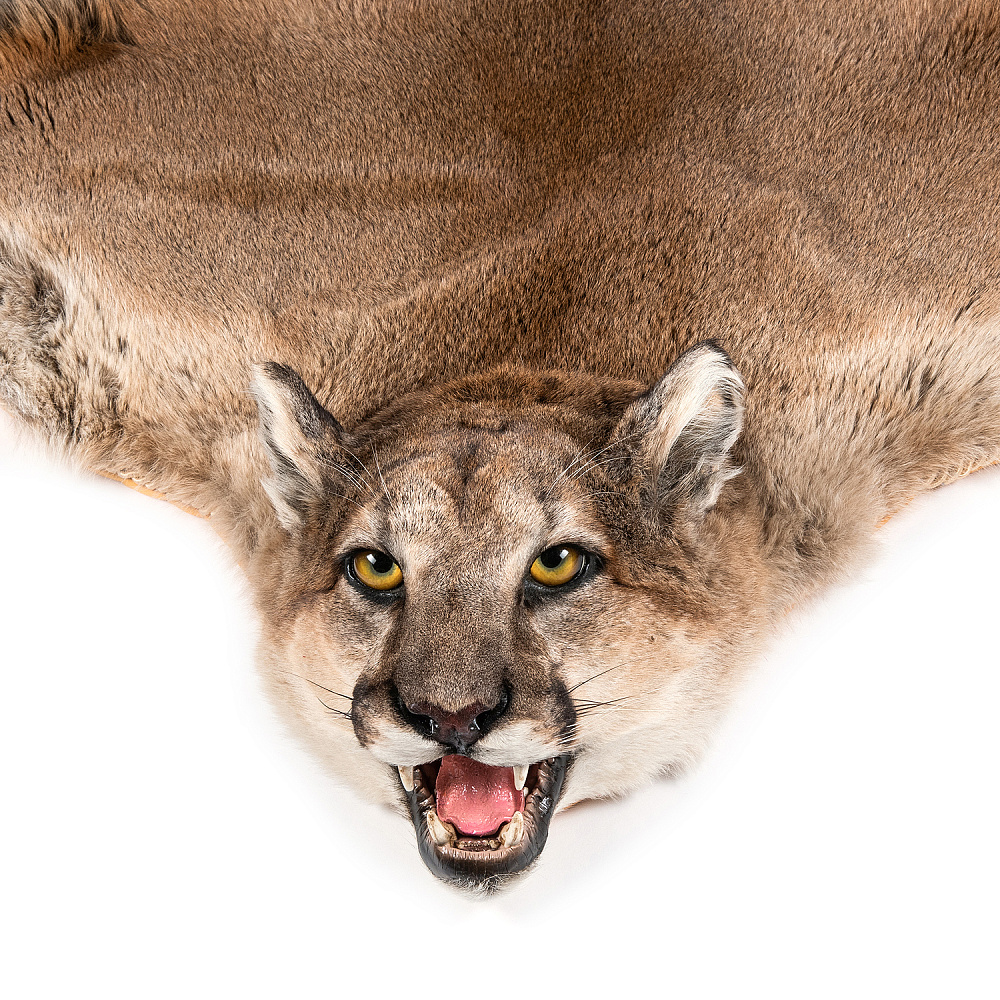 Ковер из шкуры пумы - интернет магазин Русь Велика я фото 1