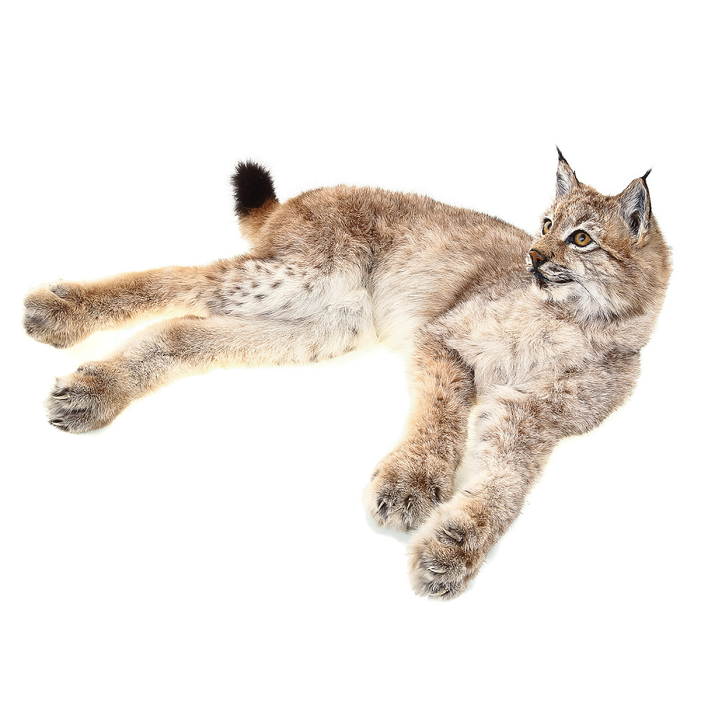 Чучело настольное «Рысенок» - интернет магазин Русь Велика я фото 1