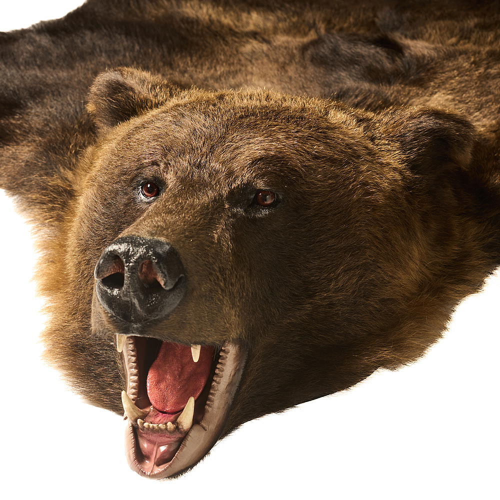 Ковер из шкуры медведя на подкладке - интернет магазин Русь Велика я фото 1