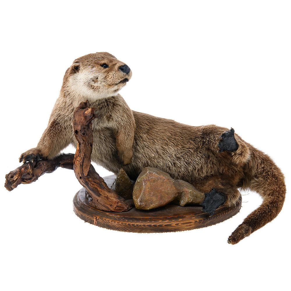 Чучело настольное «Выдра» - интернет магазин Русь Велика я 
