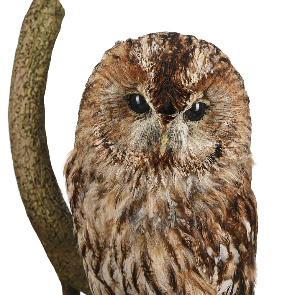 Чучело настенное «Сова серая» - интернет магазин Русь Велика я фото 1