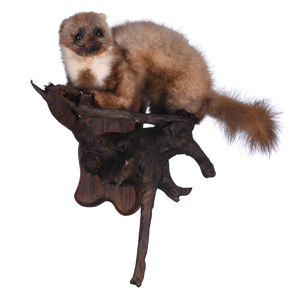 Чучело настенное «Куница» на роге лося - интернет магазин Русь Велика я 