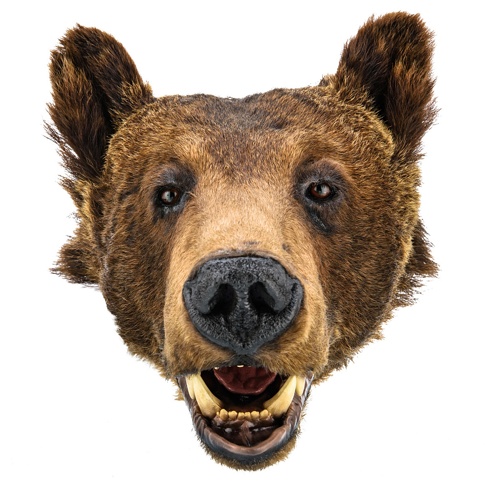 Чучело настенное «Голова медведя» - интернет магазин Русь Велика я фото 1