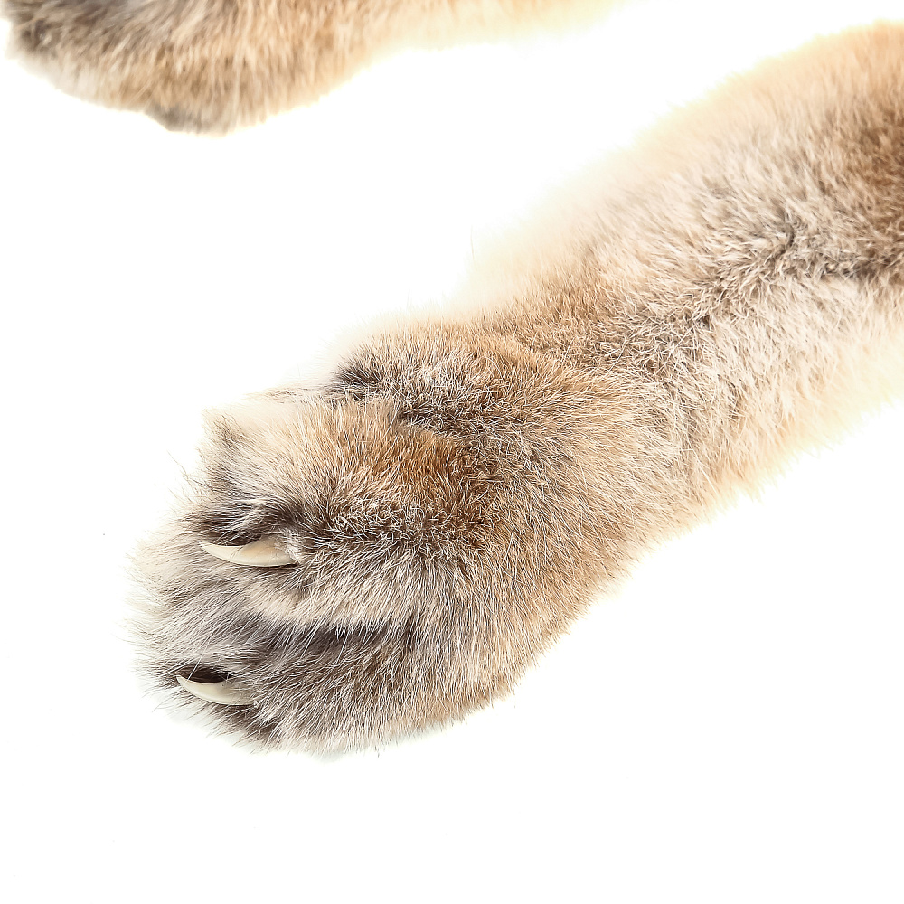 Чучело настольное «Рысенок» - интернет магазин Русь Велика я фото 4