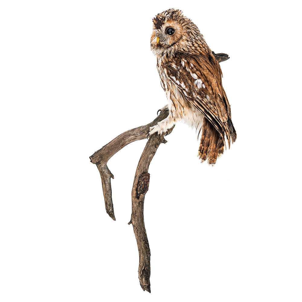 Чучело настенное «Сова серая» - интернет магазин Русь Велика я фото 1