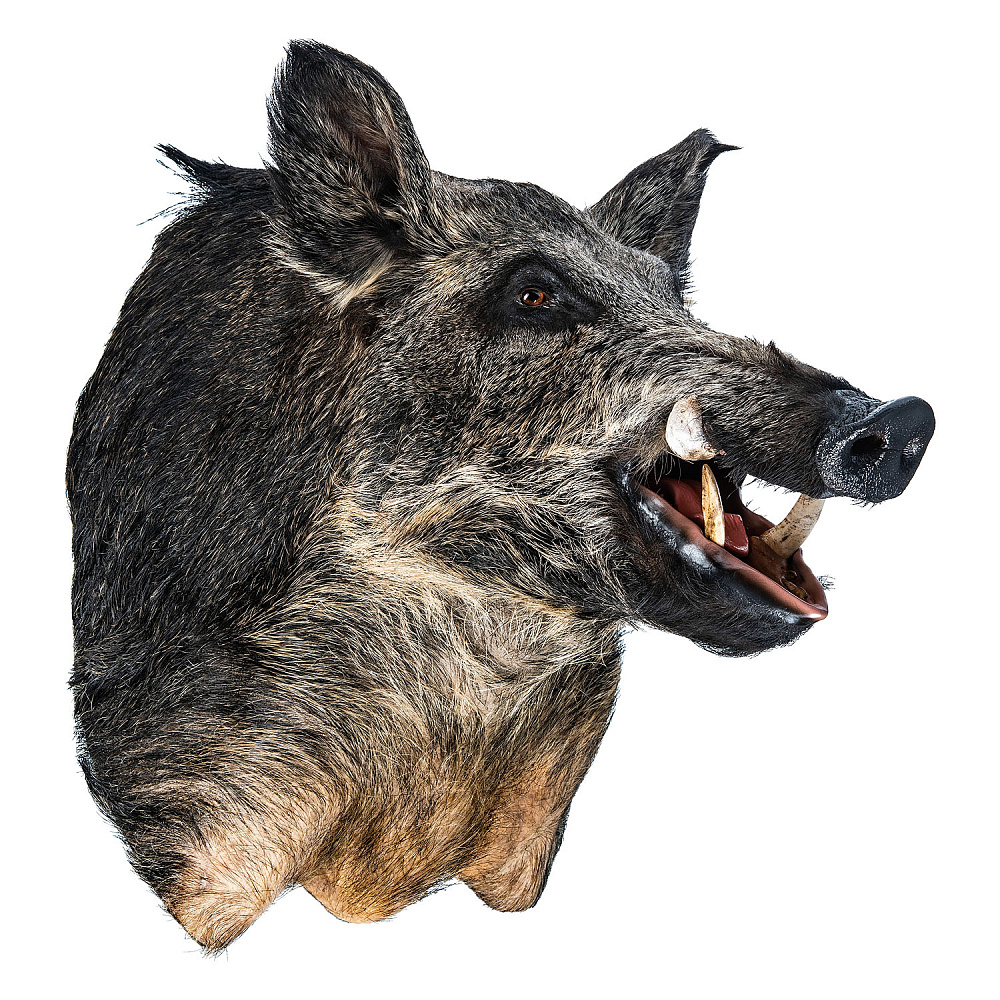 Чучело настенное «Голова кабана» - интернет магазин Русь Велика я фото 3