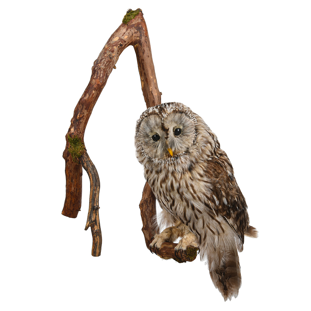 Чучело настенное «Сова уральская» - интернет магазин Русь Велика я 