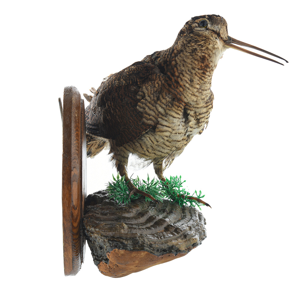 Чучело настенное «Вальдшнепа на грибе» - интернет магазин Русь Велика я фото 1