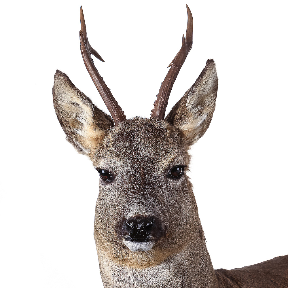 Полноростовое чучело «Косуля» - интернет магазин Русь Велика я фото 4