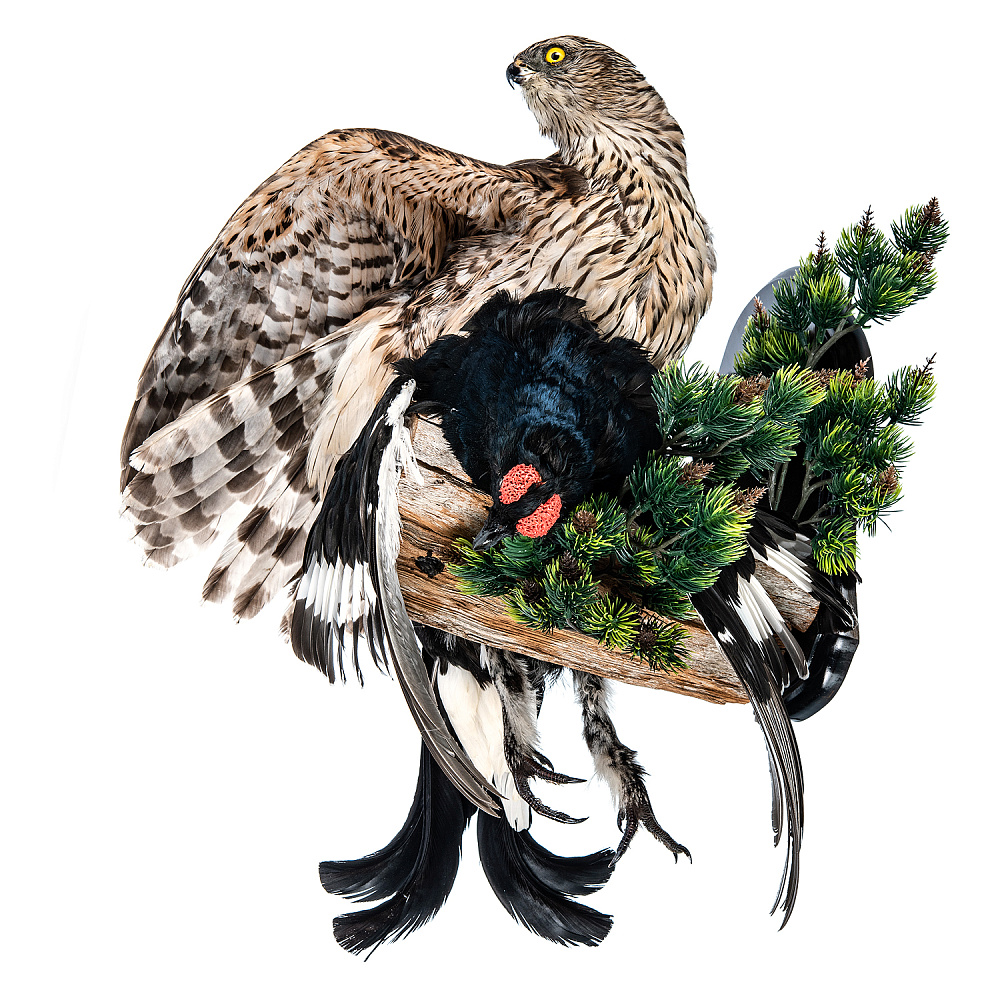 Настенное чучело птицы «Ястреб-тетеревятник с добычей» - интернет магазин Русь Велика я фото 1