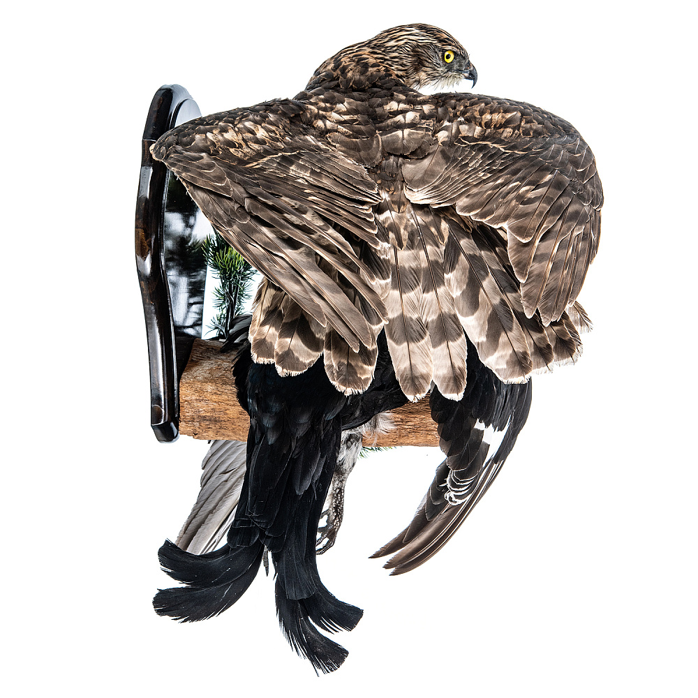 Настенное чучело птицы «Ястреб-тетеревятник с добычей» - интернет магазин Русь Велика я фото 2