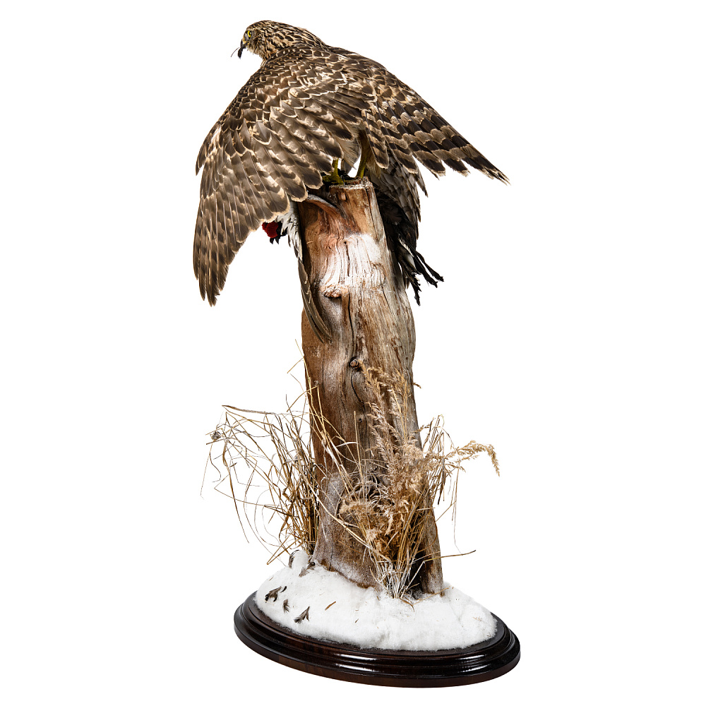 Чучело «Ястреб-тетеревятник с добычей» - интернет магазин Русь Велика я фото 6