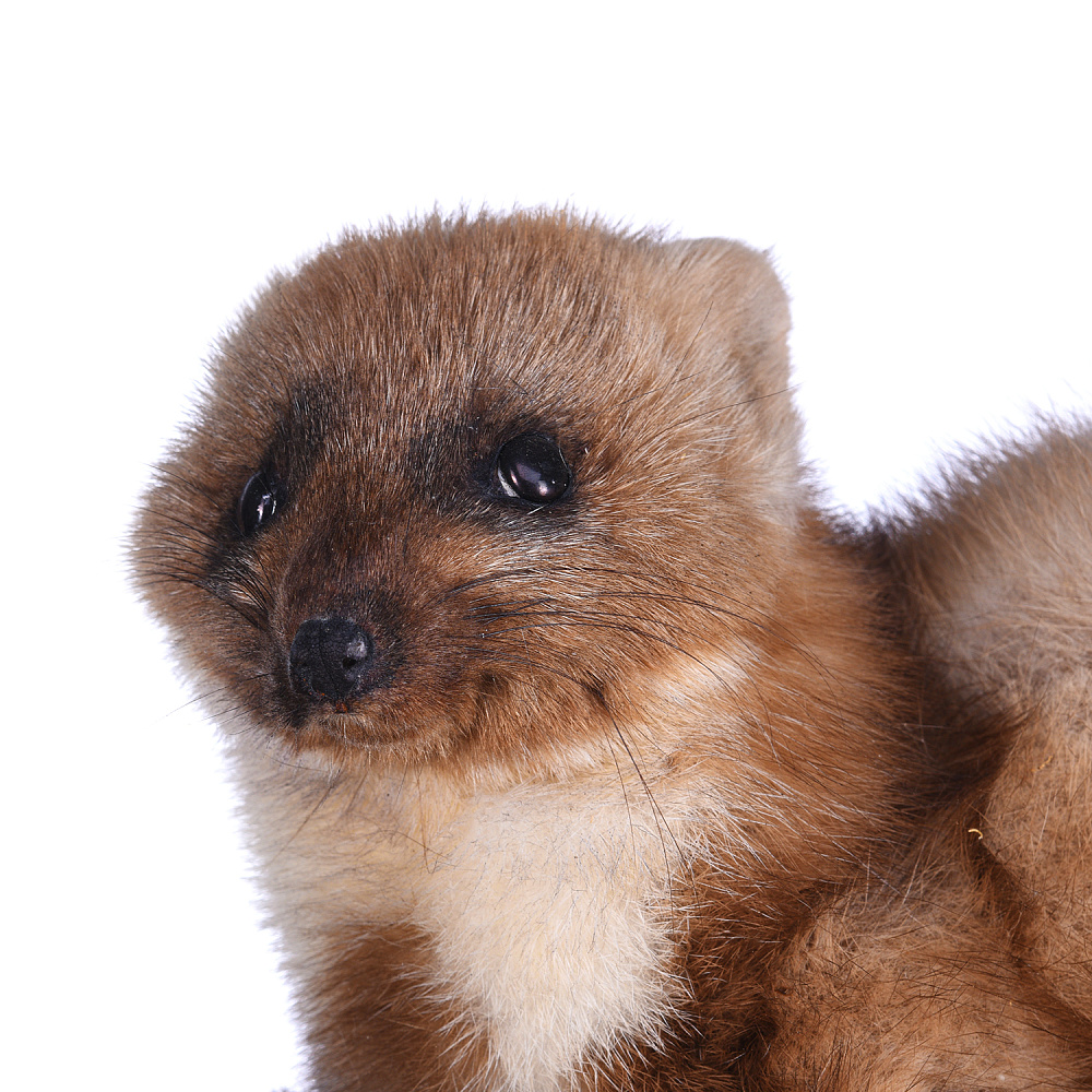 Чучело настенное «Куница» на роге лося - интернет магазин Русь Велика я фото 3