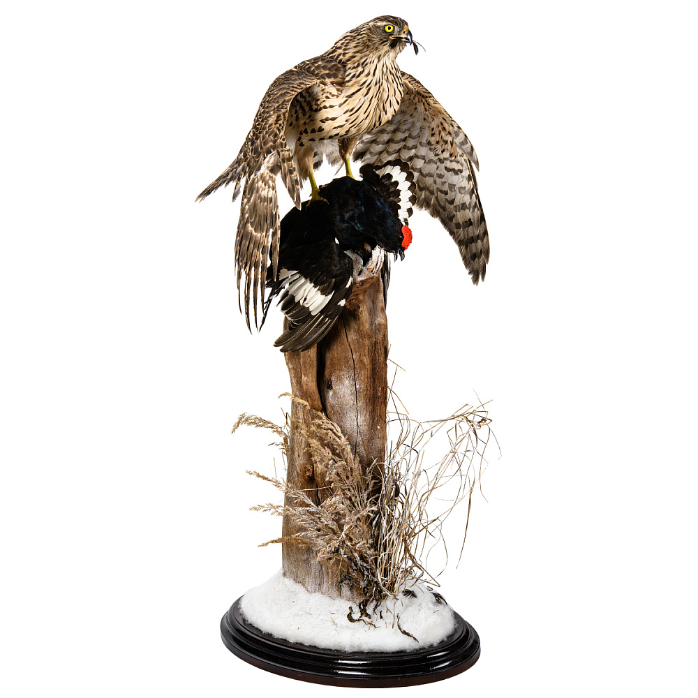 Чучело «Ястреб-тетеревятник с добычей» - интернет магазин Русь Велика я фото 2