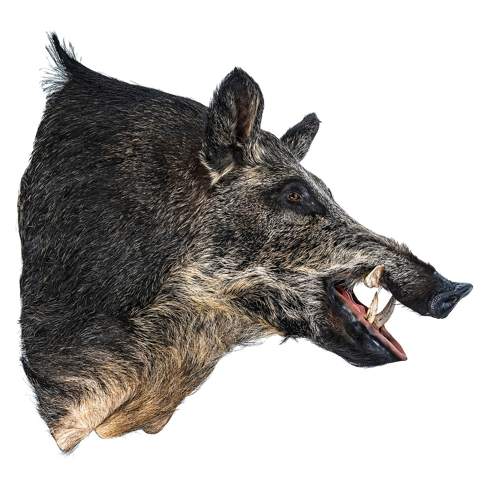 Чучело настенное «Голова кабана» - интернет магазин Русь Велика я фото 5