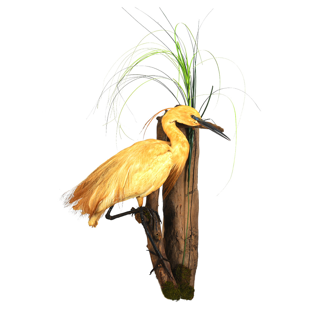 Чучело настенное «Цапля желтая» - интернет магазин Русь Велика я 