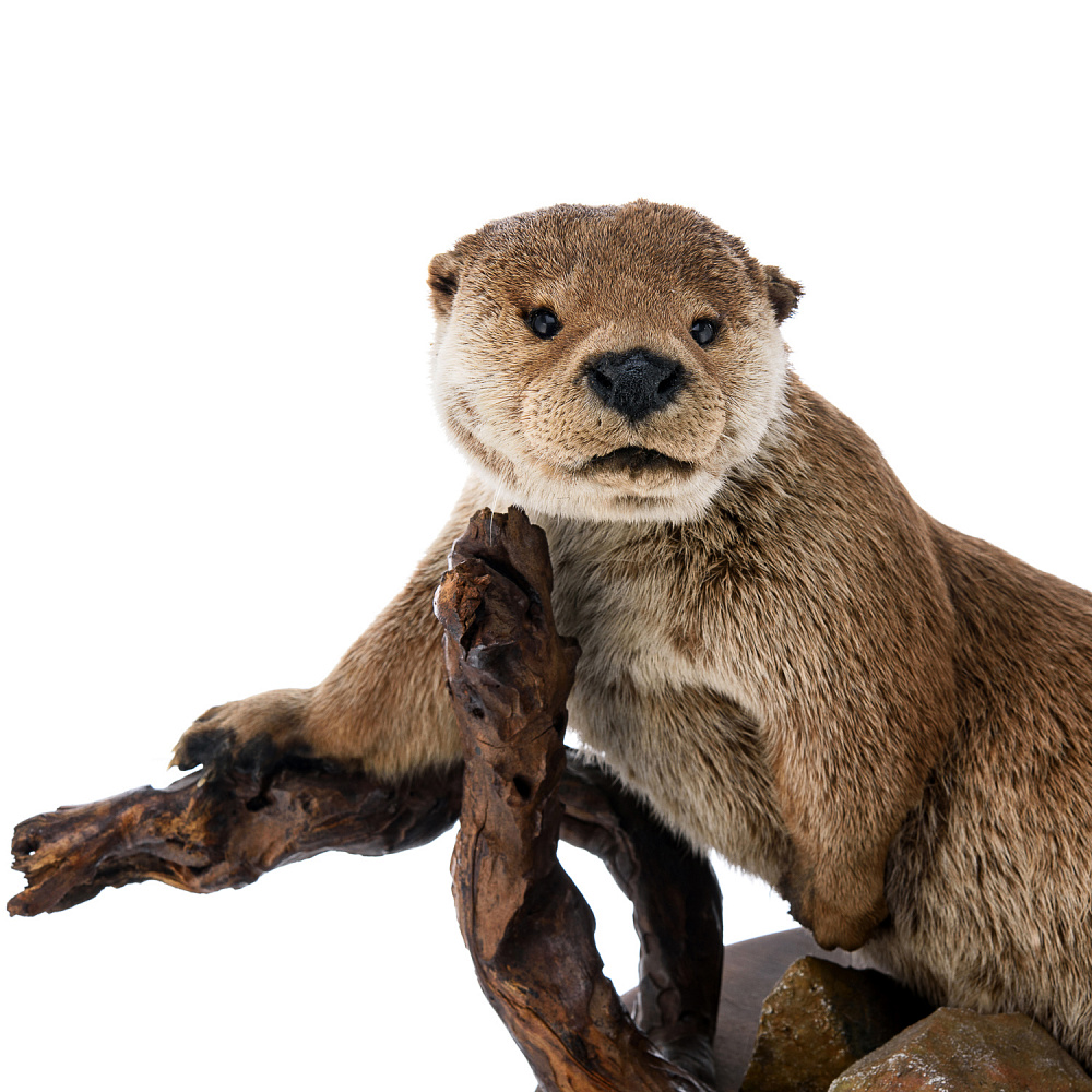 Чучело настольное «Выдра» - интернет магазин Русь Велика я фото 3