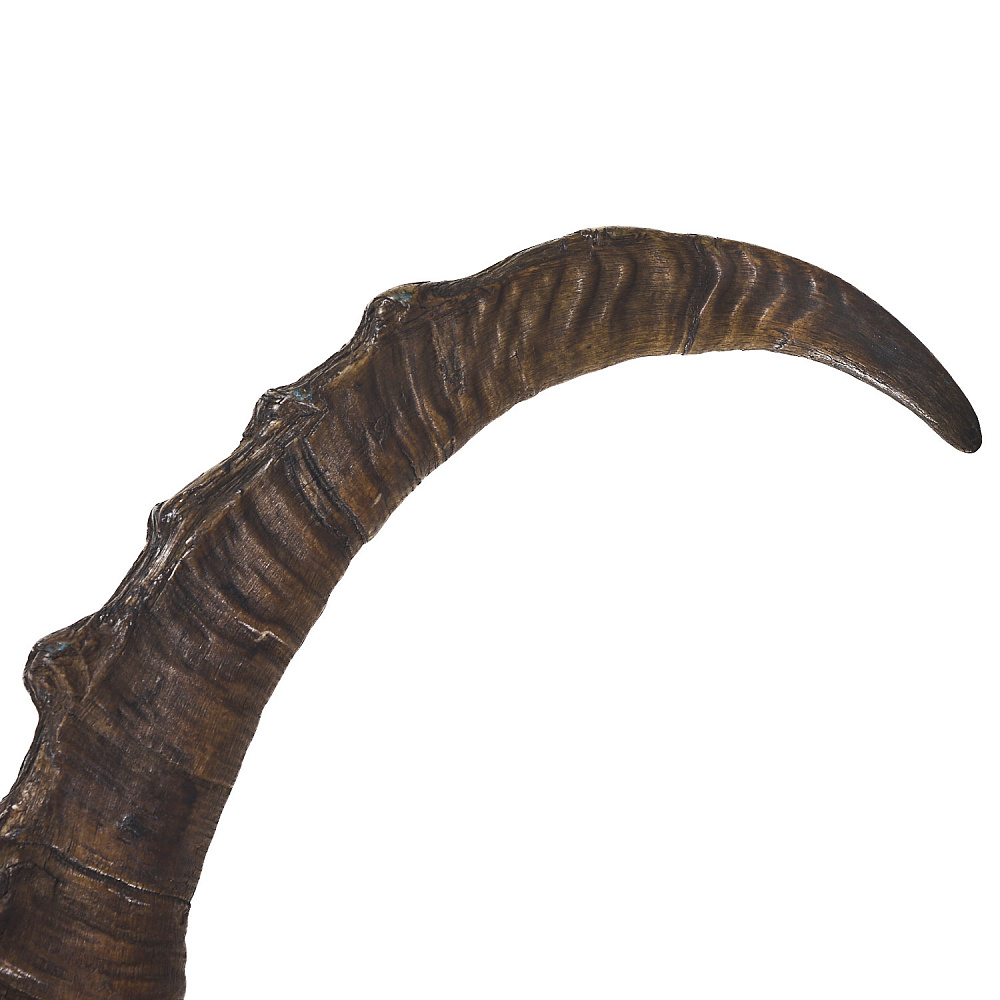 Таксидермия. Рога козерога - интернет магазин Русь Велика я фото 4