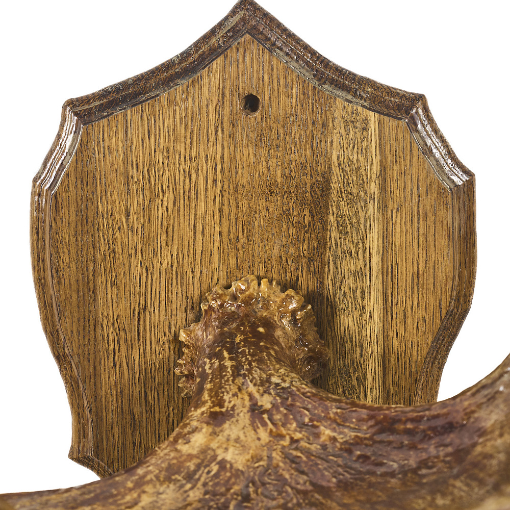 Таксидермия. Рога лося под вешалку на медальоне - интернет магазин Русь Велика я фото 5