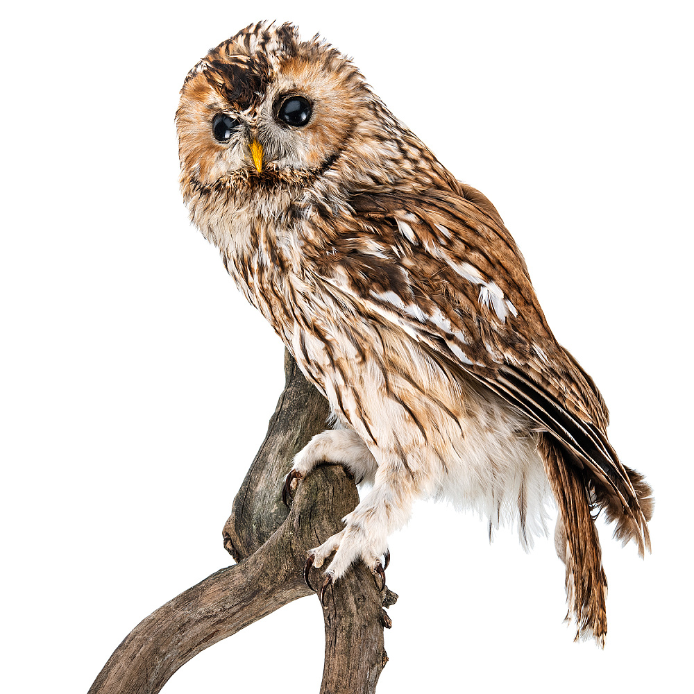 Чучело настенное «Сова серая» - интернет магазин Русь Велика я фото 5