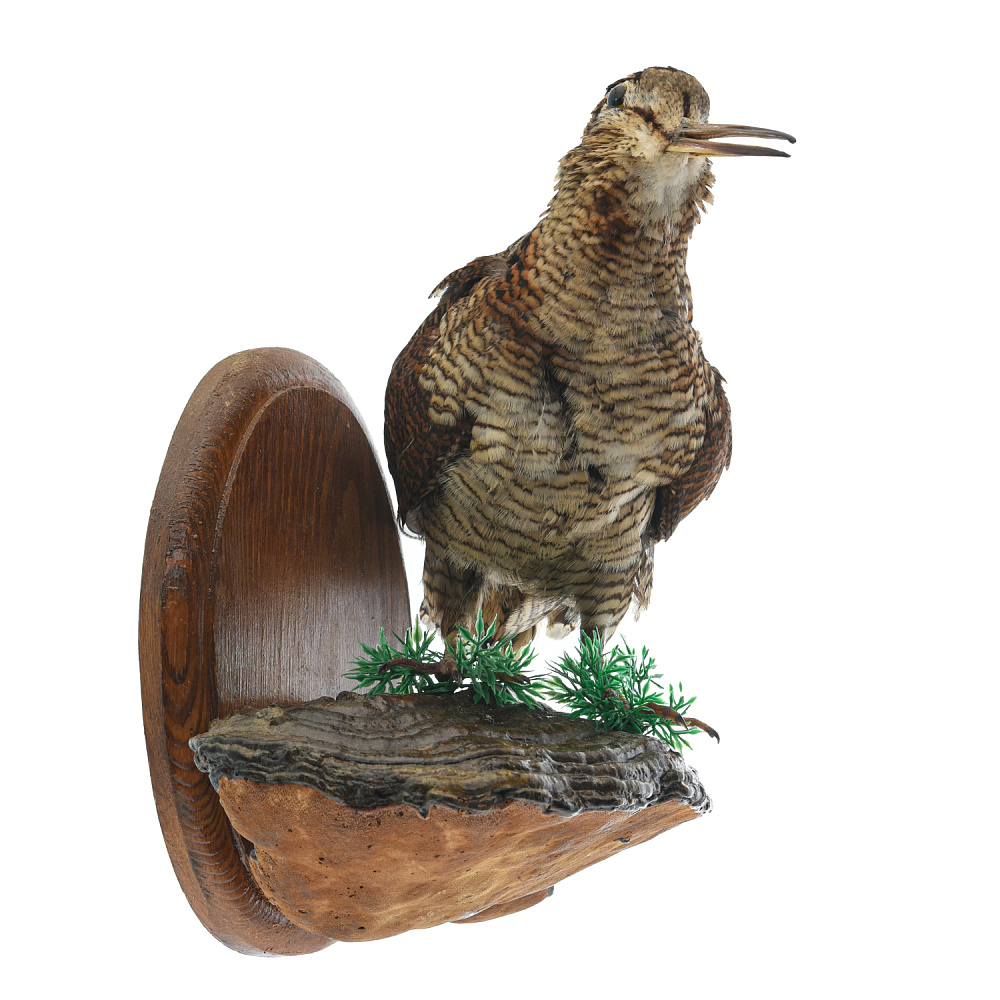 Чучело настенное «Вальдшнепа на грибе» - интернет магазин Русь Велика я фото 2