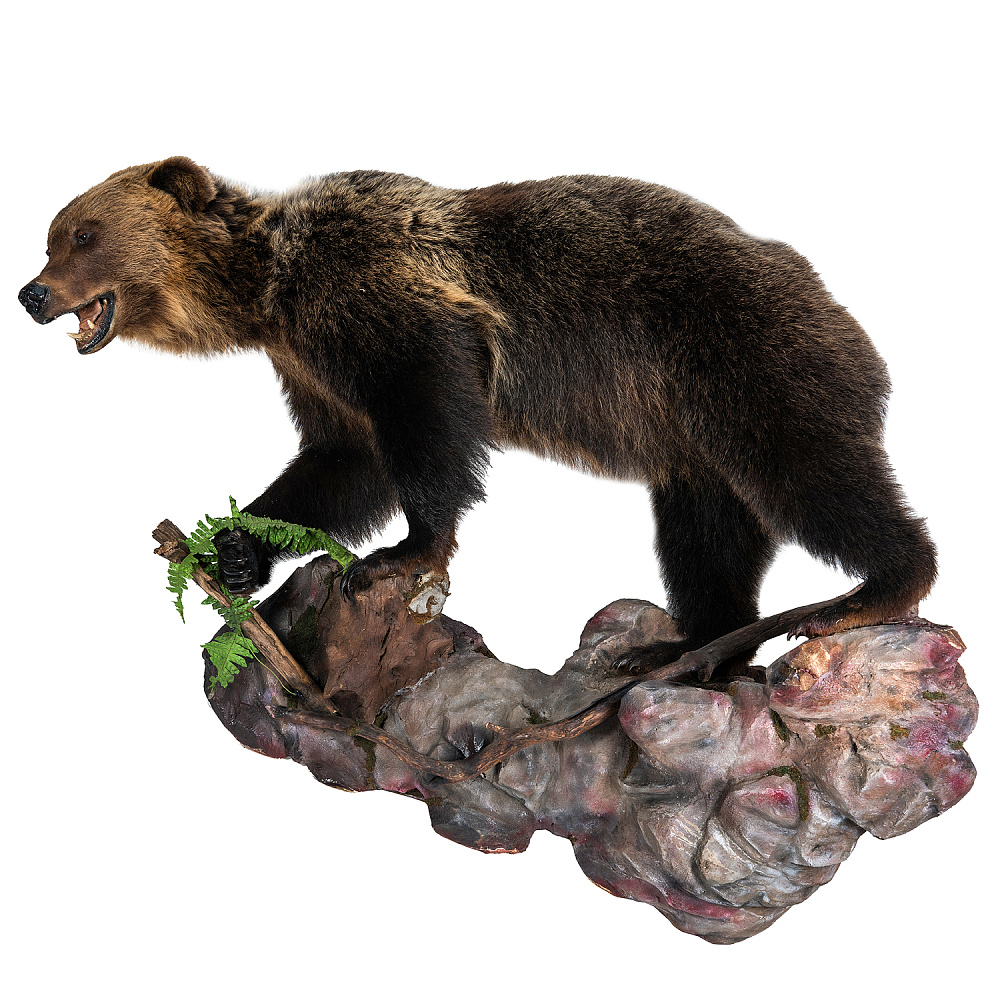 Чучело настенное «Медведь» - интернет магазин Русь Велика я 