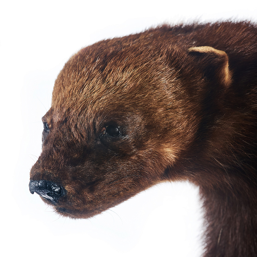 Чучело напольное «Росомаха» - интернет магазин Русь Велика я фото 3