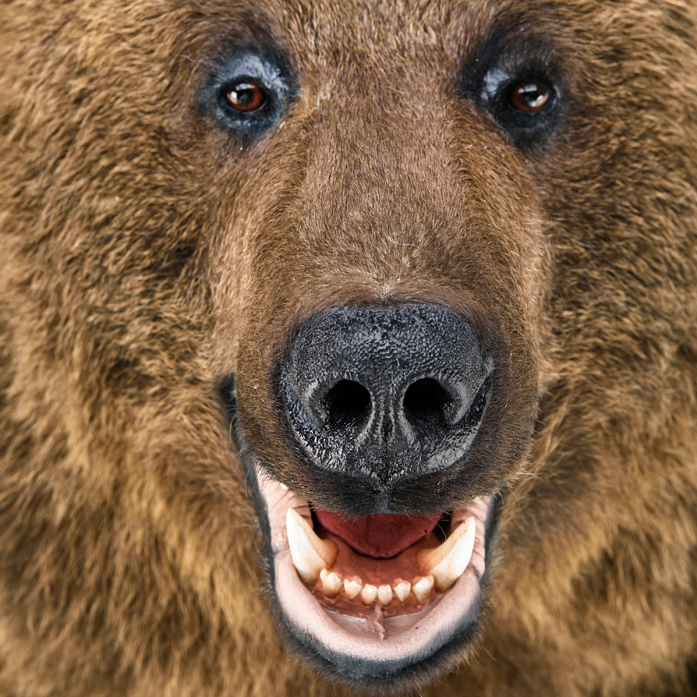 Чучело настенное «Голова медведя» - интернет магазин Русь Велика я фото 3