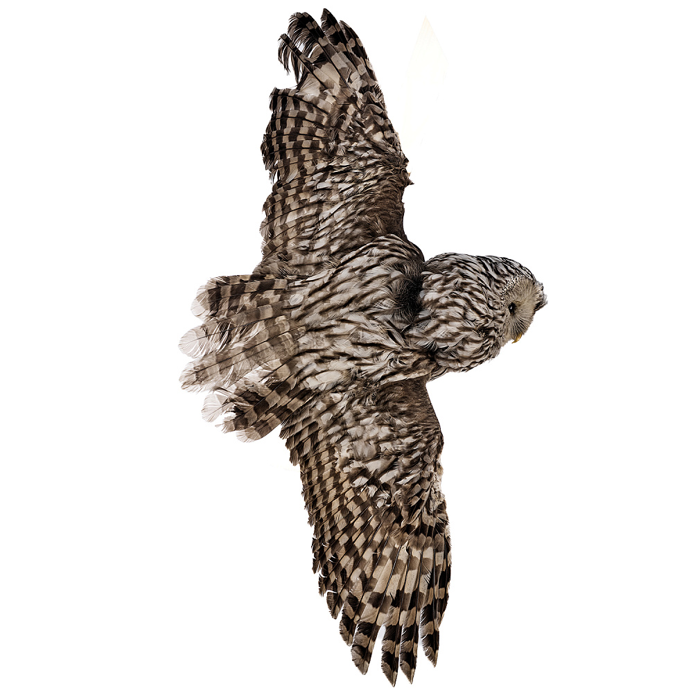 Чучело настенное «Сова уральская» - интернет магазин Русь Велика я 