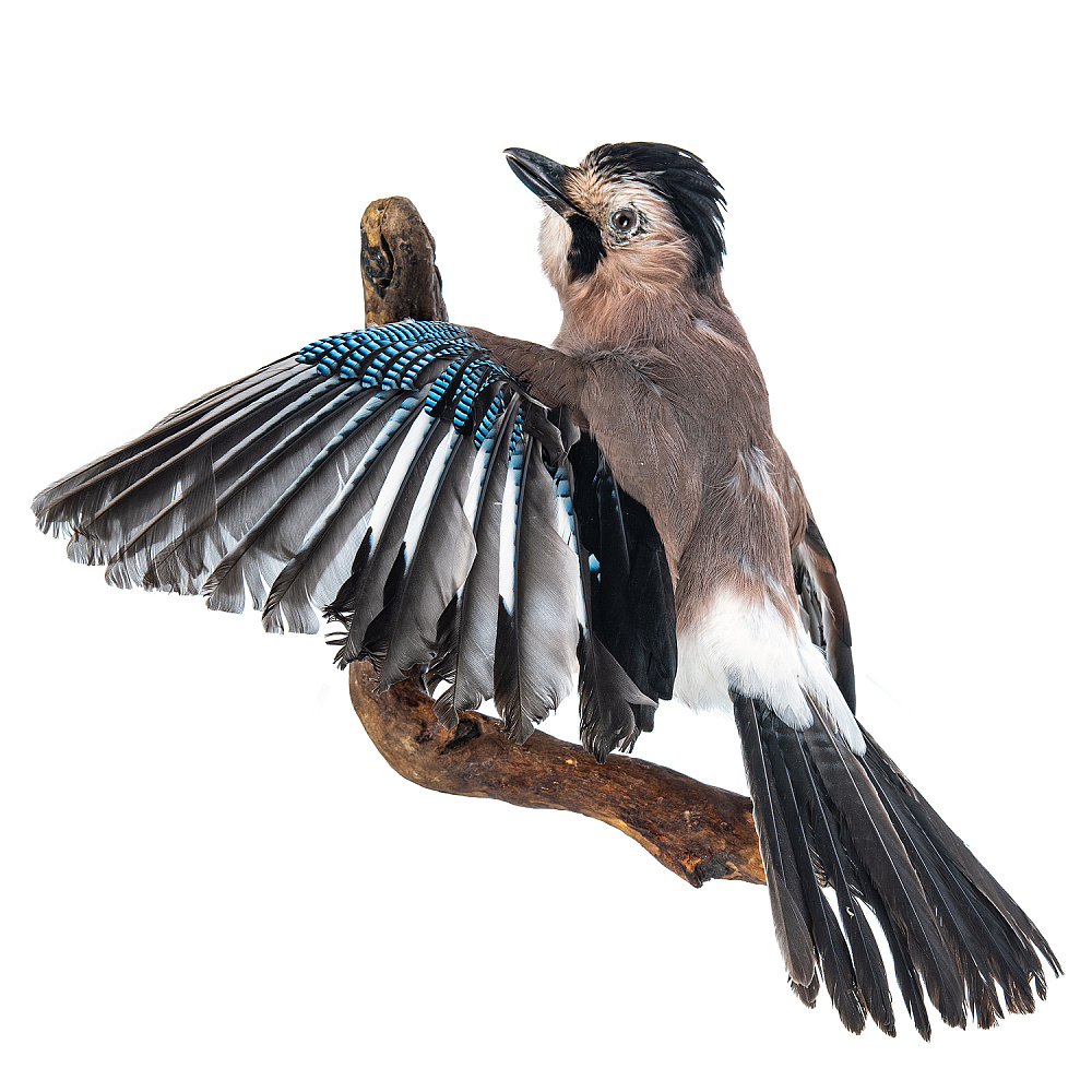 Чучело настенное «Сойка» - интернет магазин Русь Велика я 