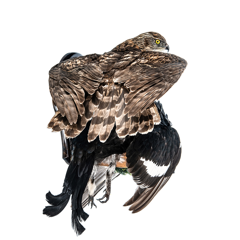 Настенное чучело птицы «Ястреб-тетеревятник с добычей» - интернет магазин Русь Велика я фото 3