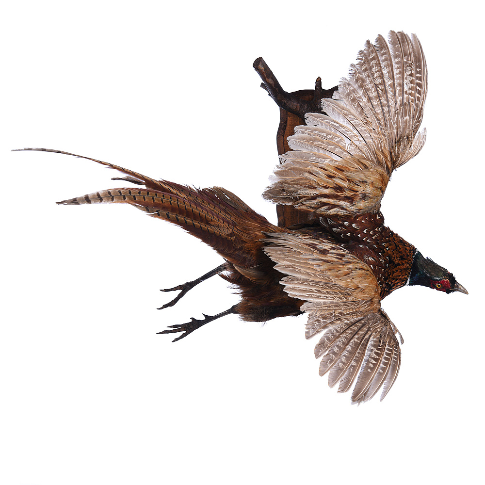 Чучело настенное «Летящий фазан» - интернет магазин Русь Велика я 