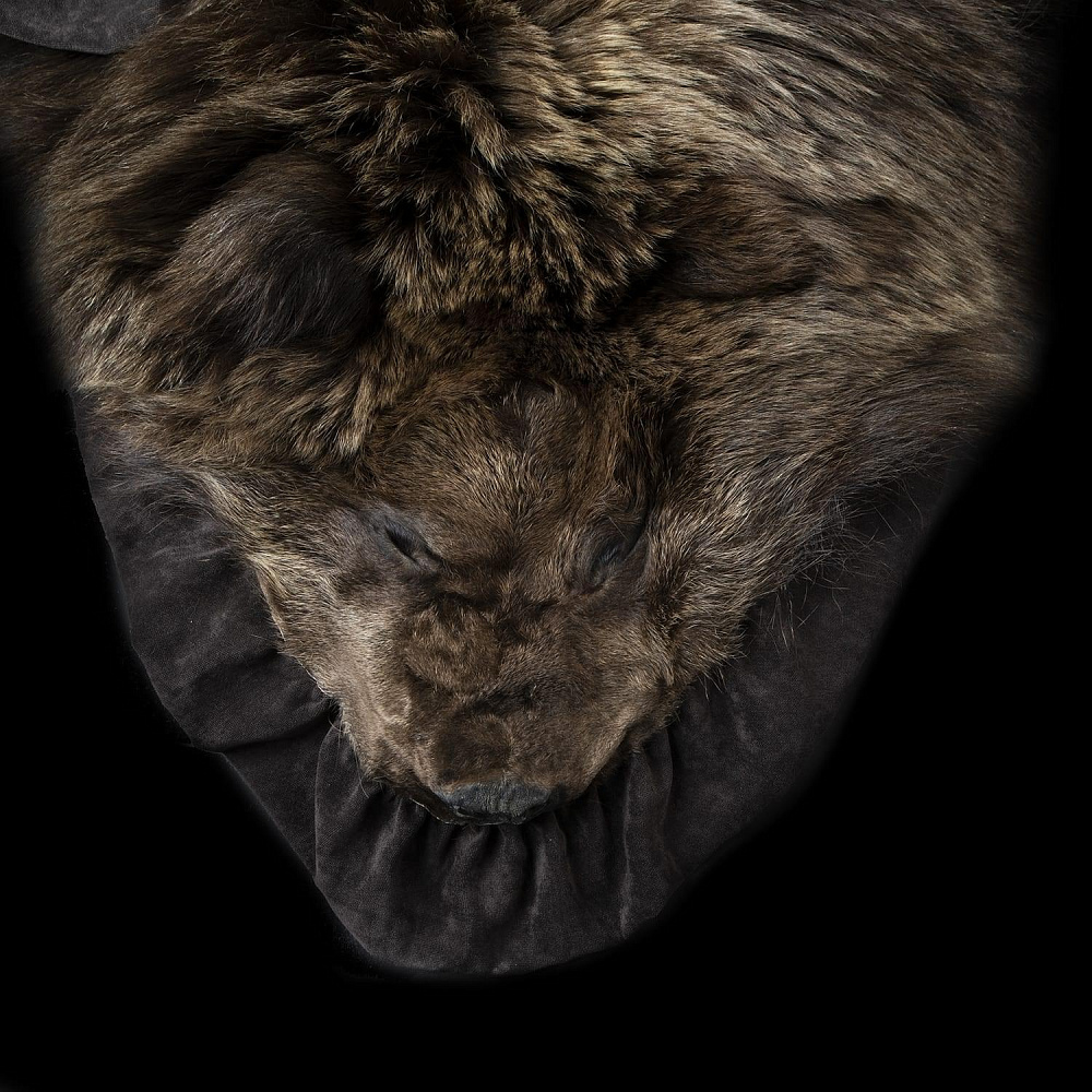 Шкура бурого медведя - интернет магазин Русь Велика я фото 1