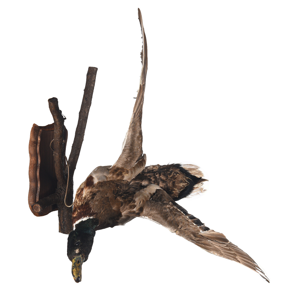 Таксидермия. Чучело настенное «Селезень летящий» - интернет магазин Русь Велика я фото 1